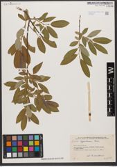 Foto von Salix zygostemon Boiss. & Hohen.